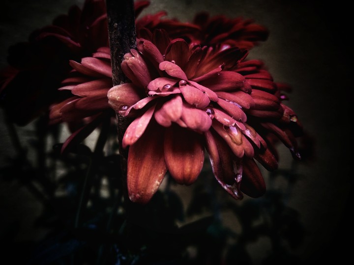 Crystal drops on a velvet red.