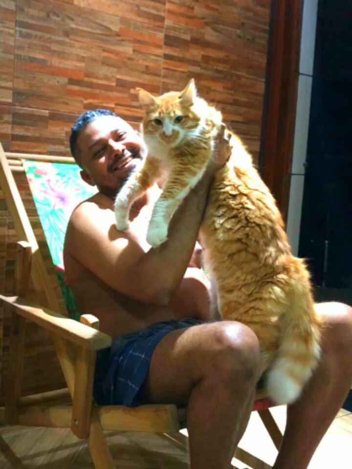 my cat Yellow