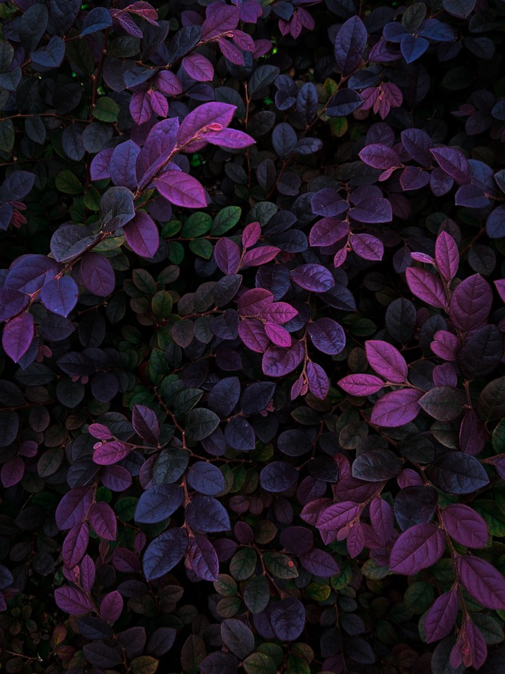 colorful leaves