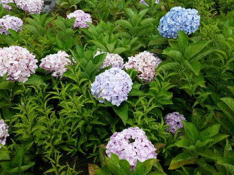 life is colorful as hydrangea