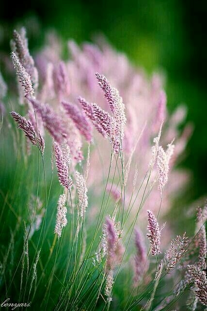 Meadow grass