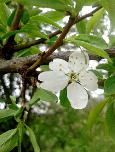 spring