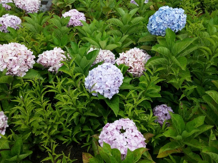 life is colorful as hydrangea