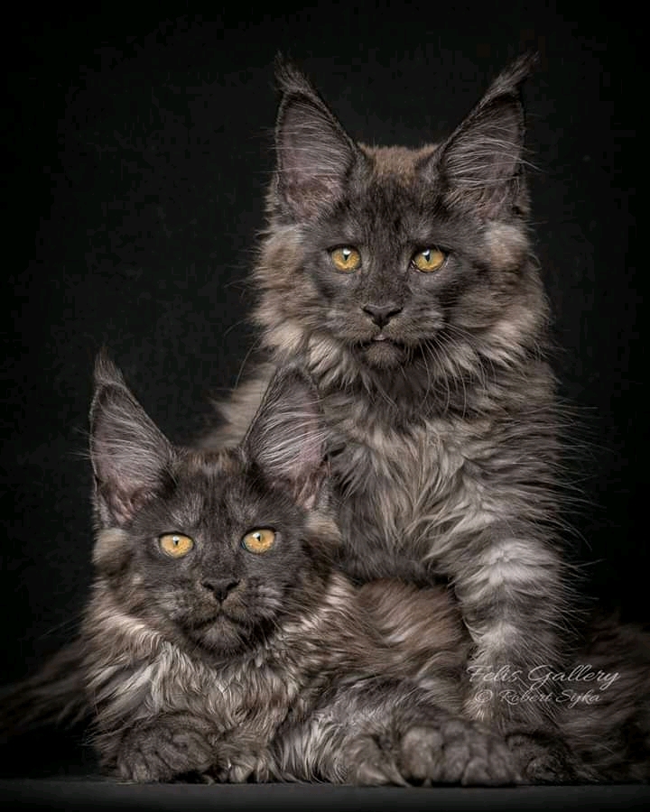 cuties ?