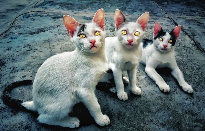 cat