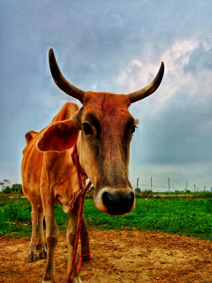 cow