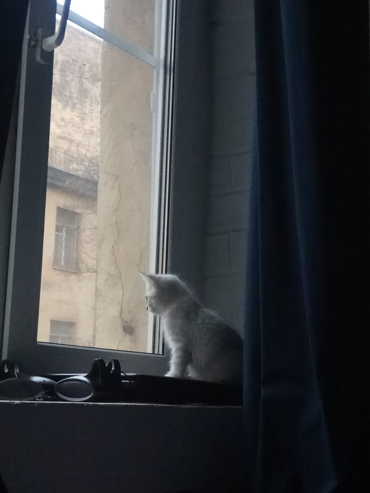 котенок