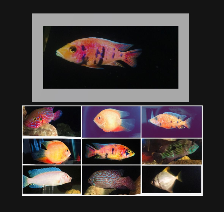 TROPICAL FISH