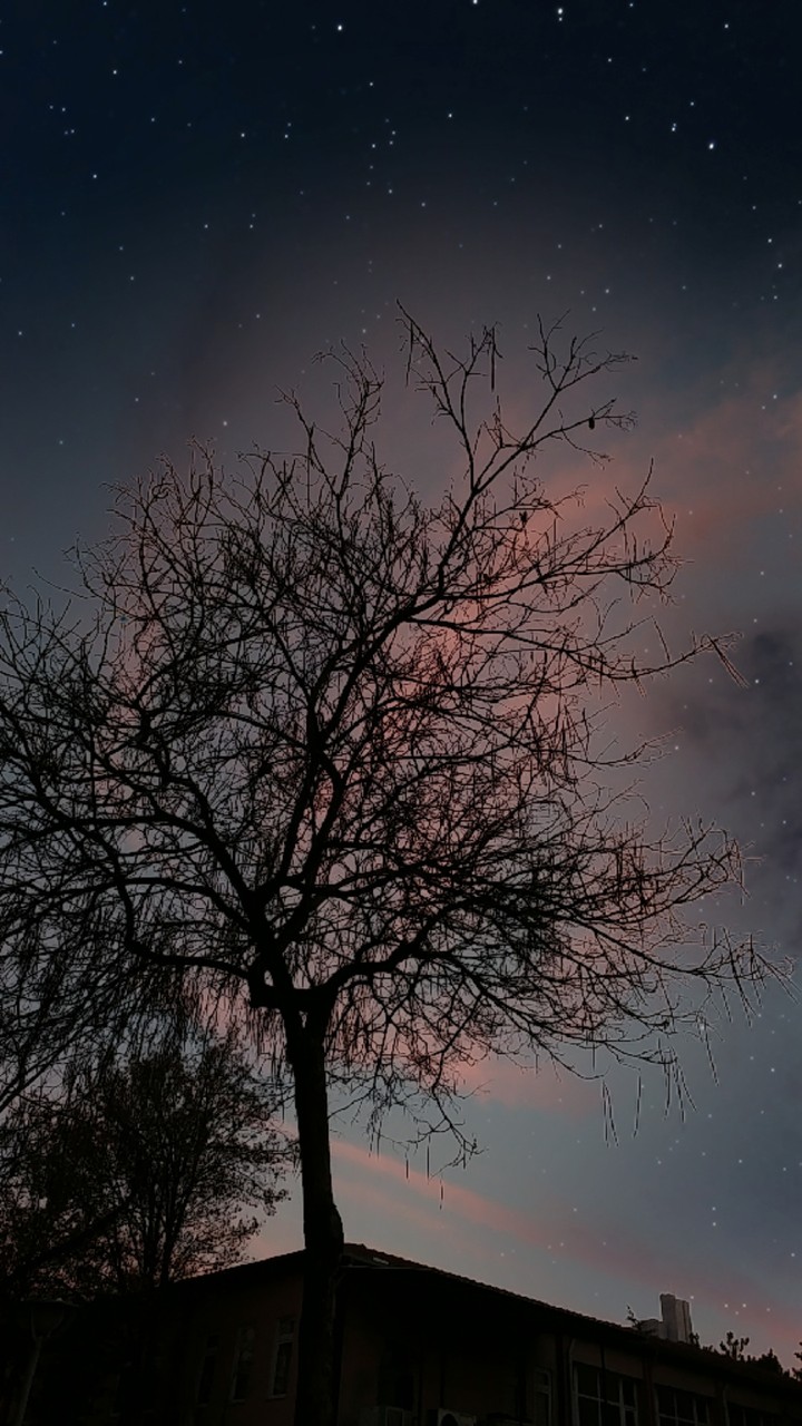 Tree with cloud