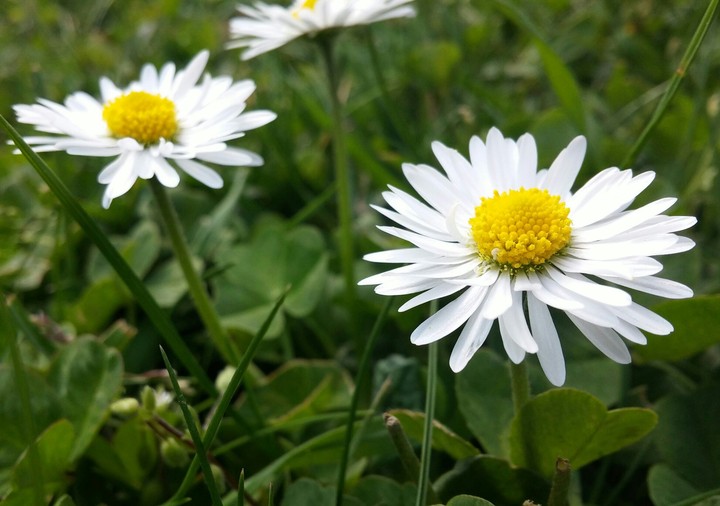 Spring
