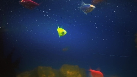 underwater, aquarium wallpapers