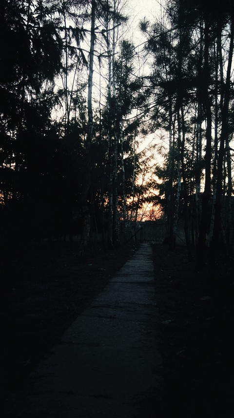 Forest