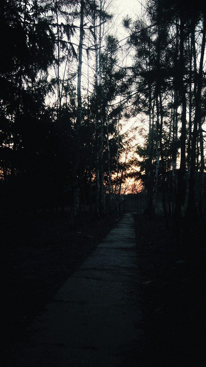 Forest