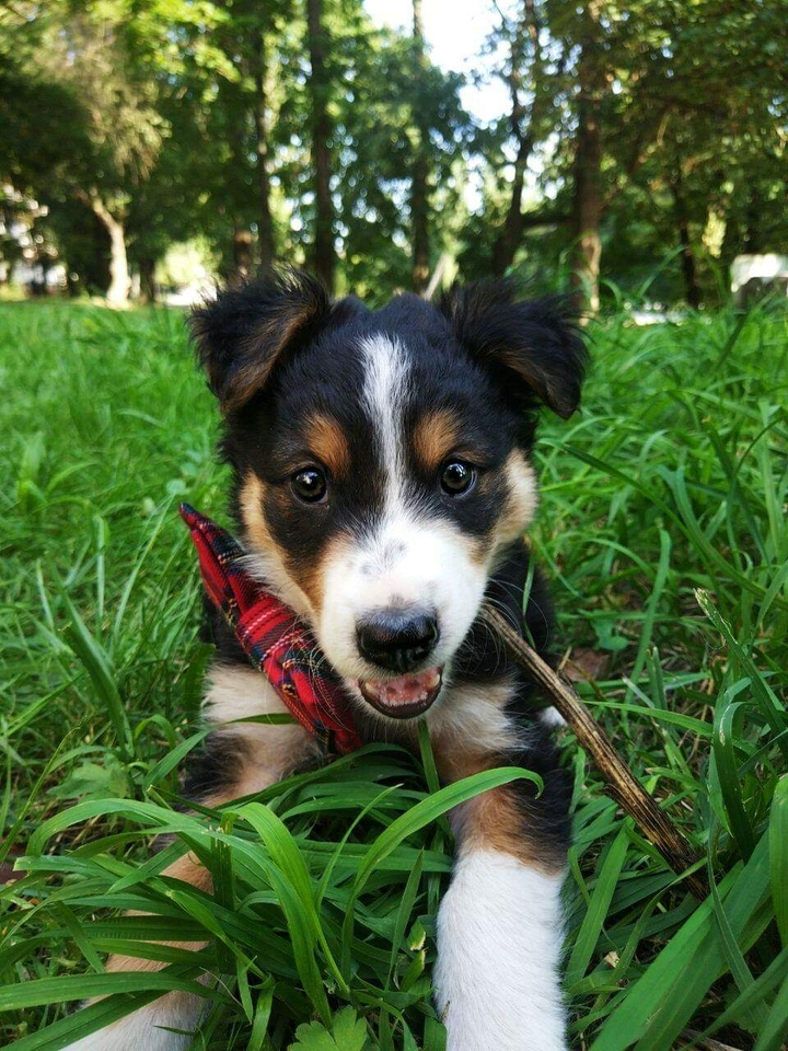 dog