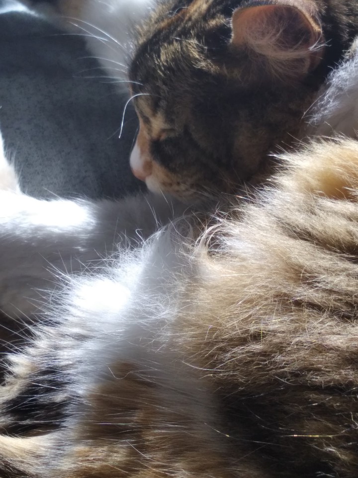 Gata ao sol