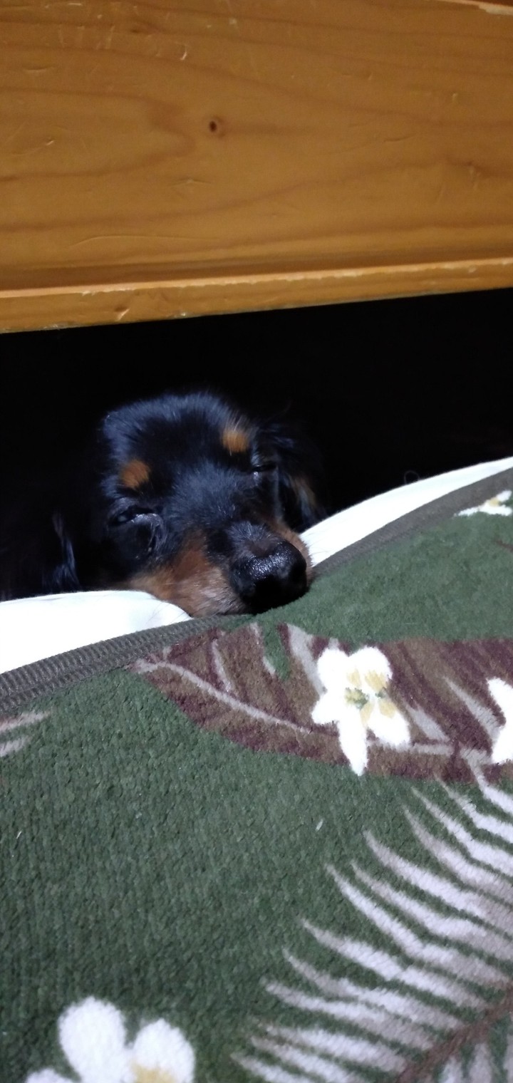 犬