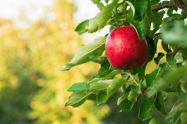 Apple on a Tree full of leaves...