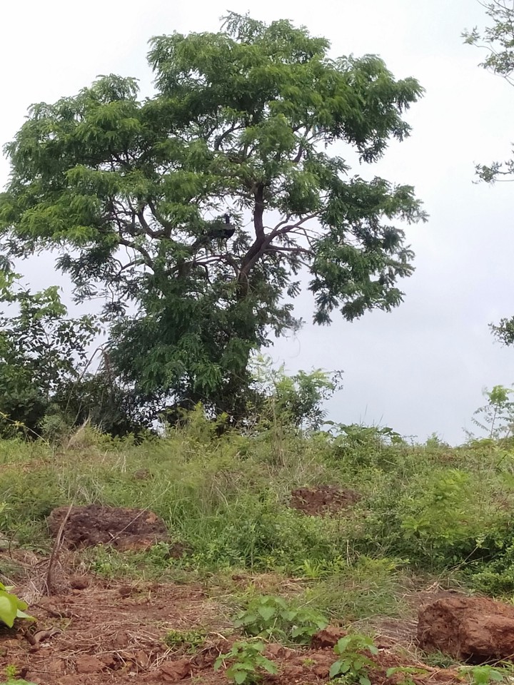 peacock on the tree