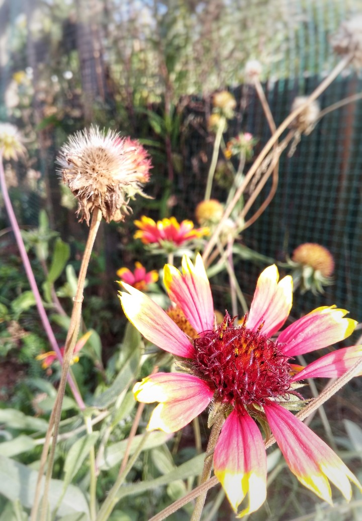 sun flowers