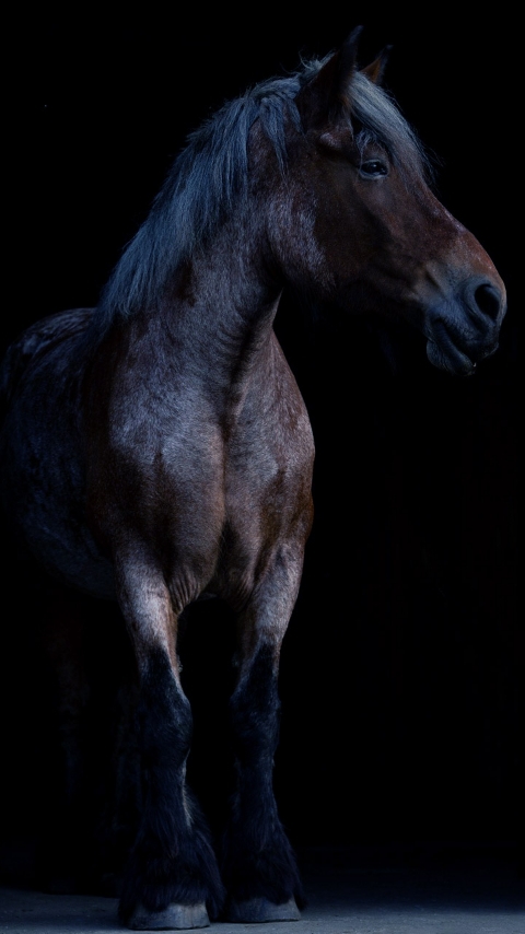 beau cheval