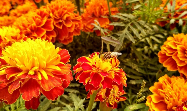 flower
