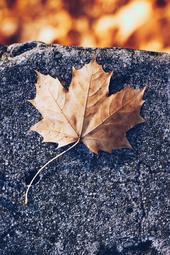 Autumn /Осень