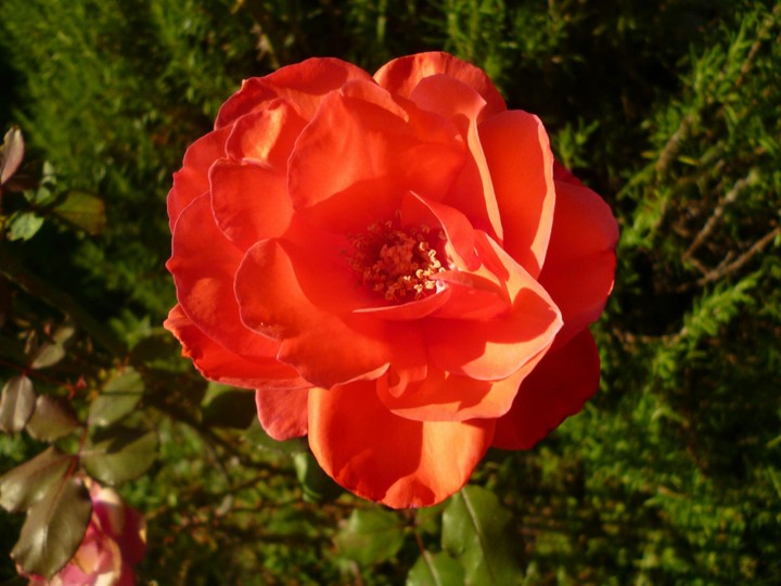 Flower at sunset