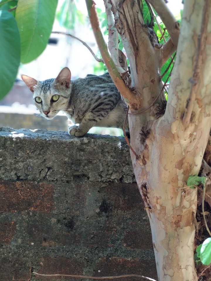 looking for meal