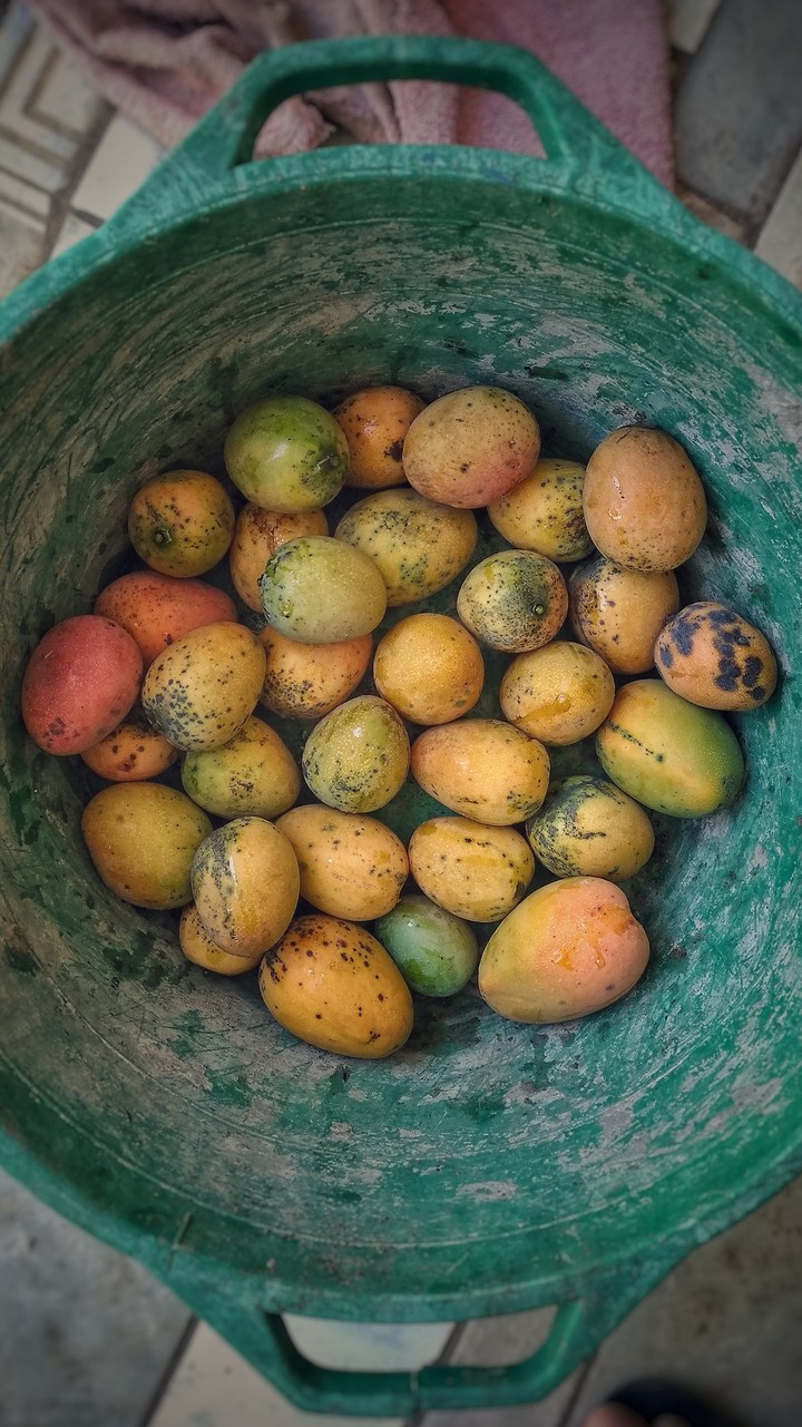 mango