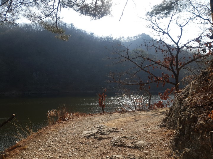 forest 숲 나무 공원 park