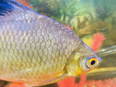 sfondi underwater, Tail