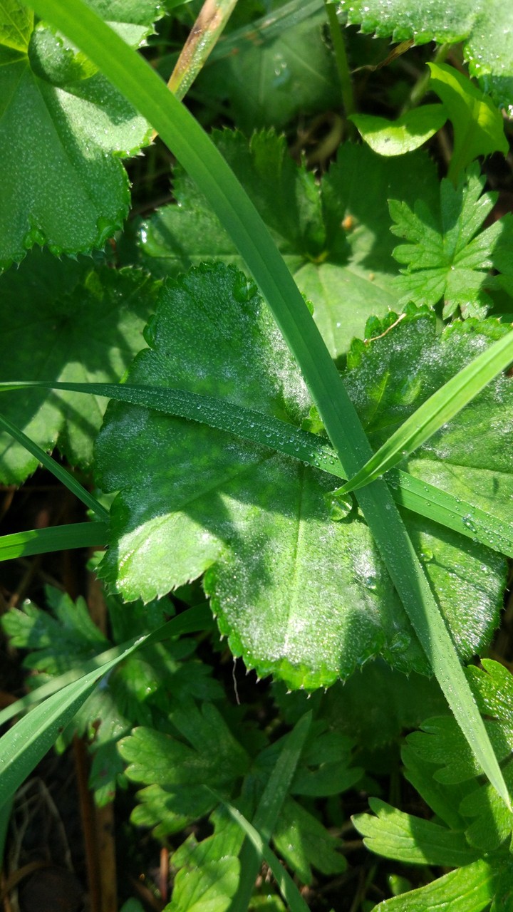 Morning dew