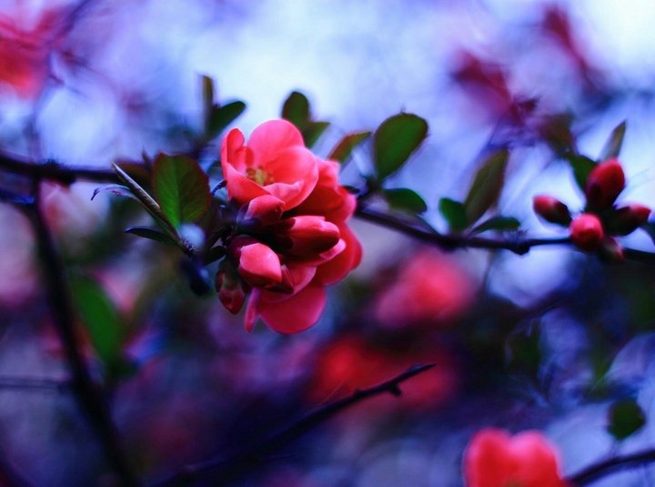 spring