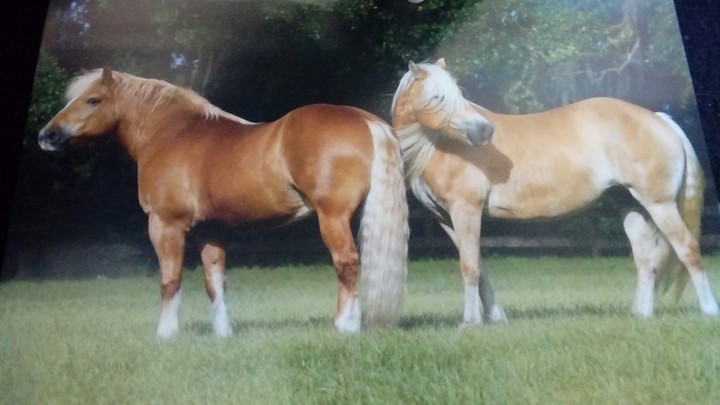 paard