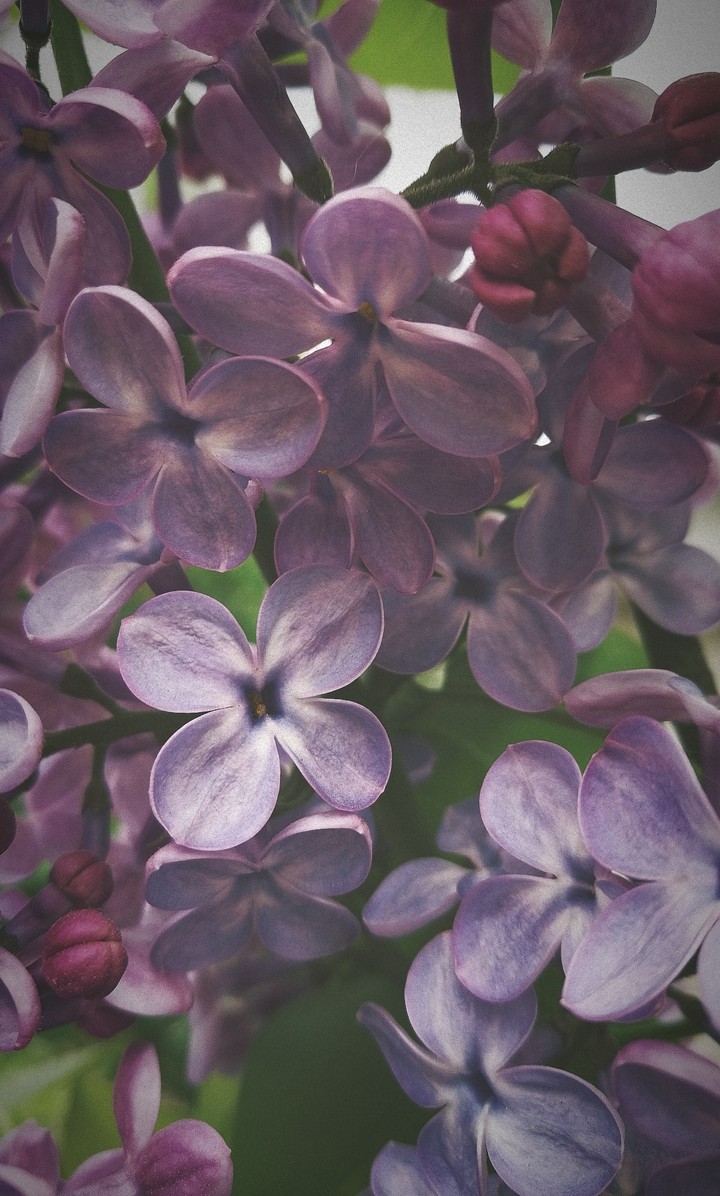 Lilac
