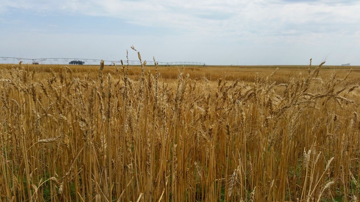 Wheat