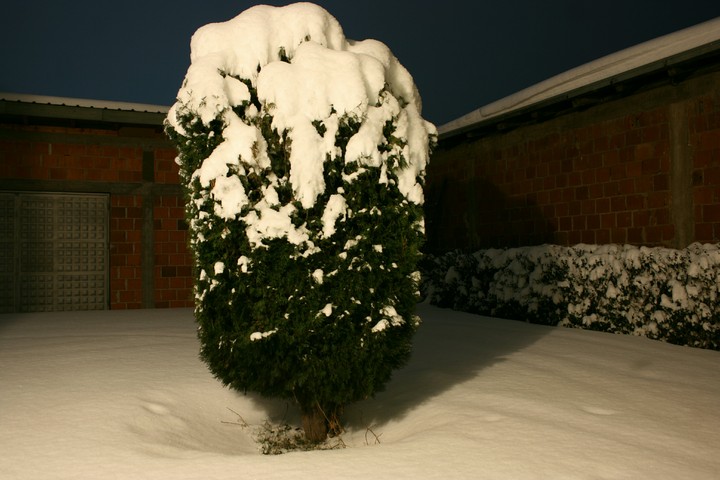 Snowy Tree