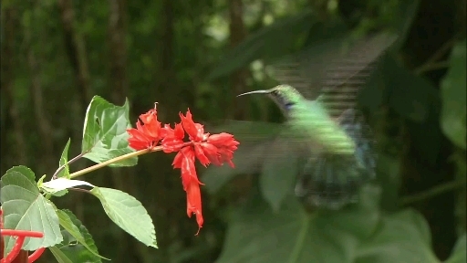 video Wallpaper