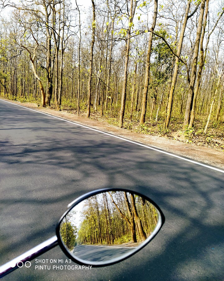 solo drive in forest