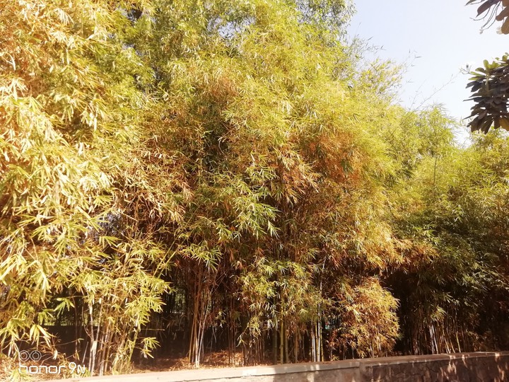 Bamboo forest