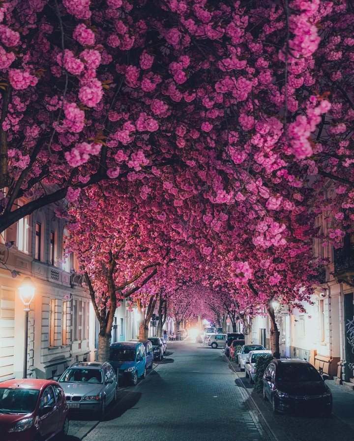 Pink Love