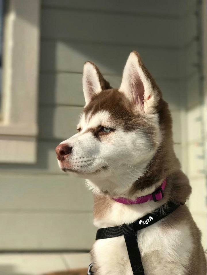 Dog..