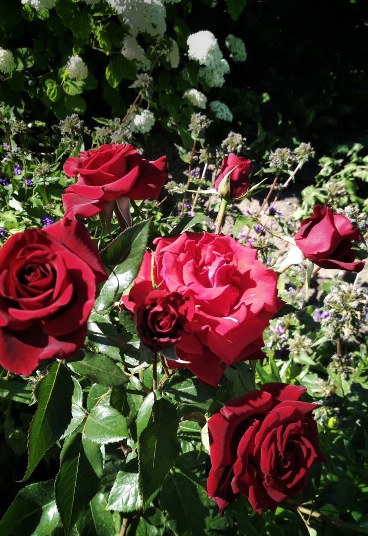 rosa cv