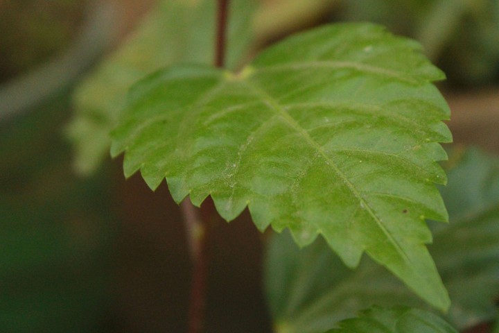 #Nature