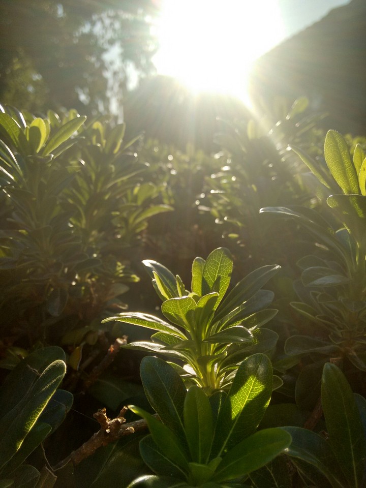 Sunny Morning