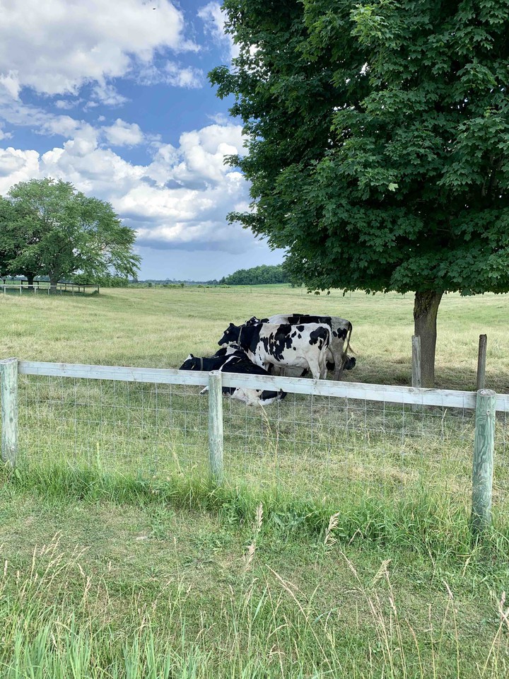 cows
