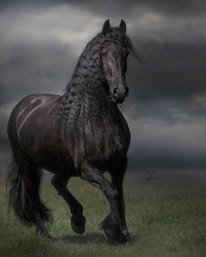 horse