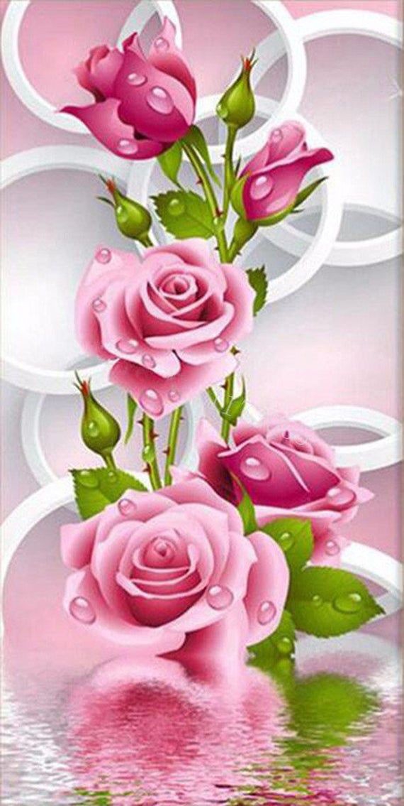 beautiful rose