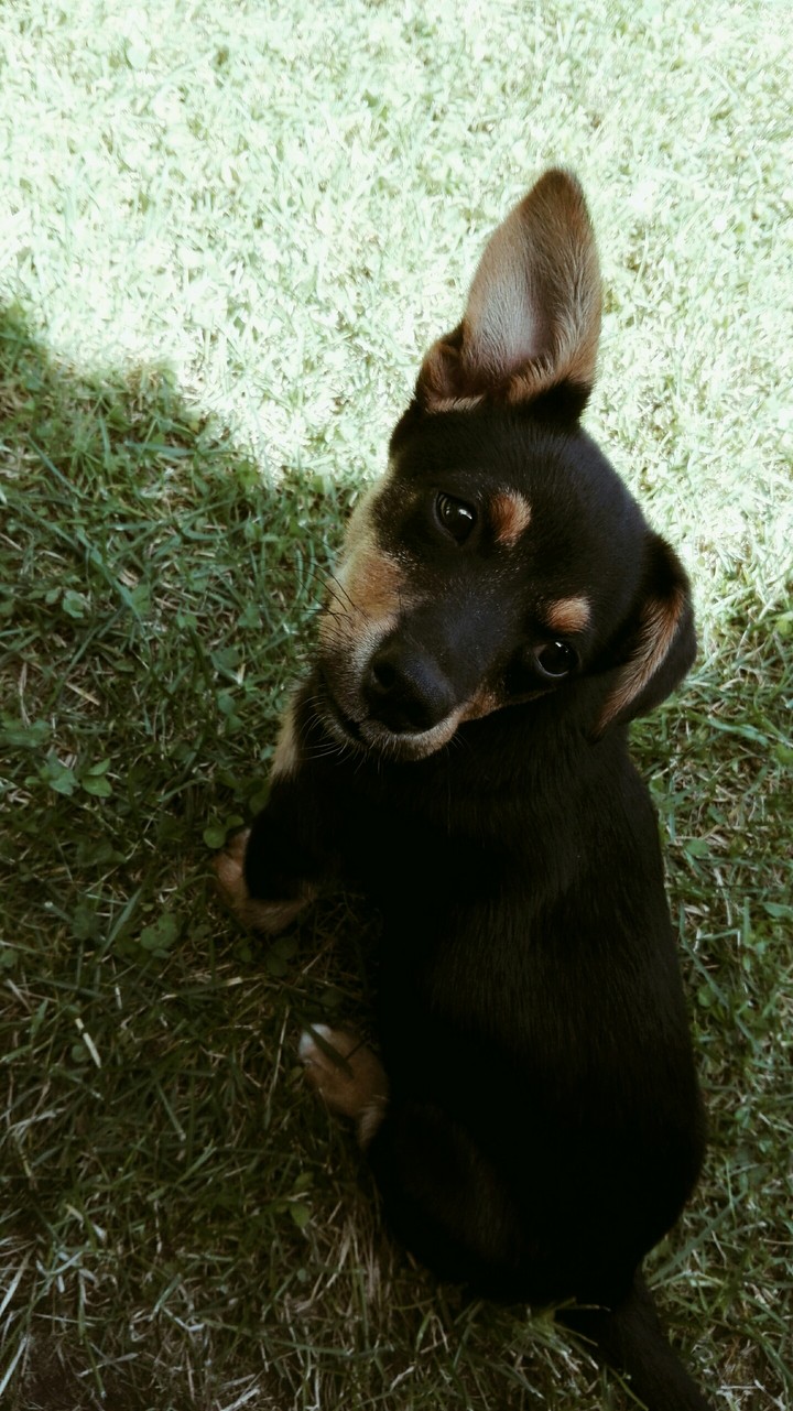Maja