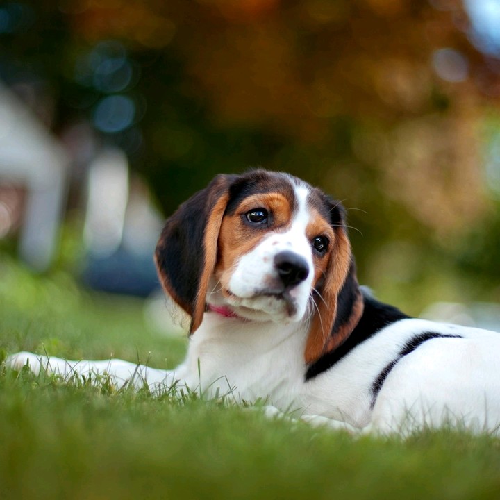 Doggy